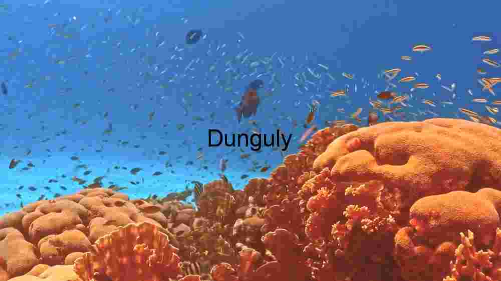 Vibrant Underwater Coral Reef: A Biodiverse Haven