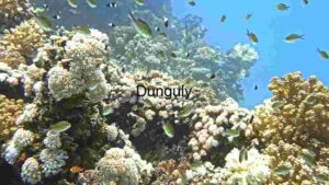 Vibrant Underwater Coral Reef