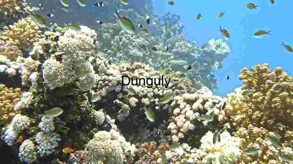 Vibrant Underwater Coral Reef