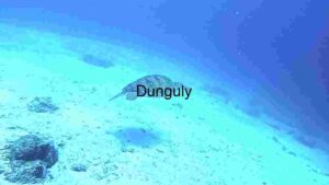 Serene Underwater Journey