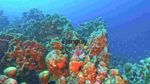 Underwater Coral Reef Ecosystem