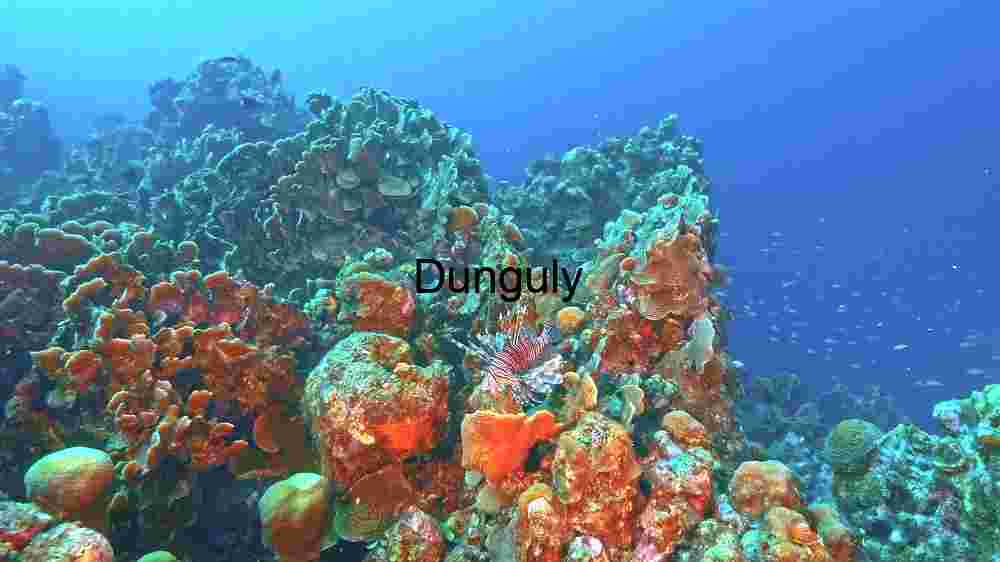 Underwater Coral Reef Ecosystem