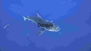 Majestic Marine Predator