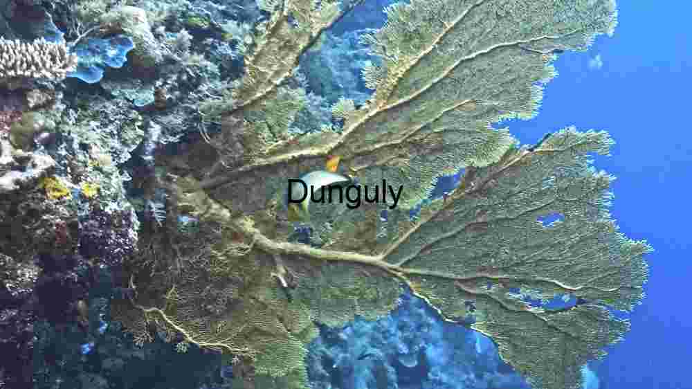 Underwater Elegance: A Glimpse of Marine Biodiversity