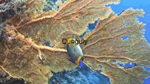 A Glimpse of Marine Biodiversity