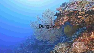 Serene Coral Reef Wonderland