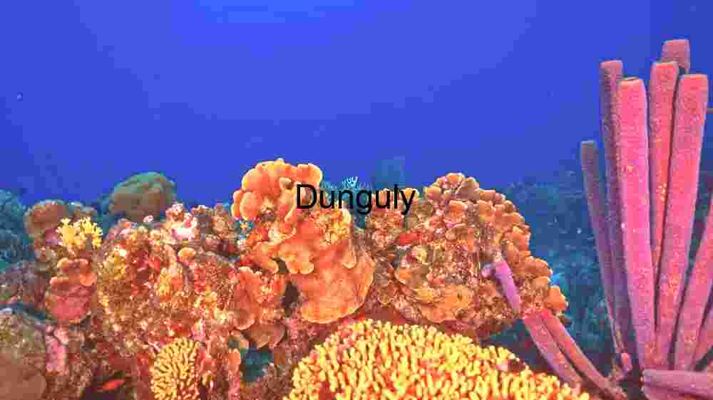 Colorful Coral Reef: A Marine Wonderland