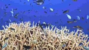 Colorful Coral Reef: A Marine Wonderland