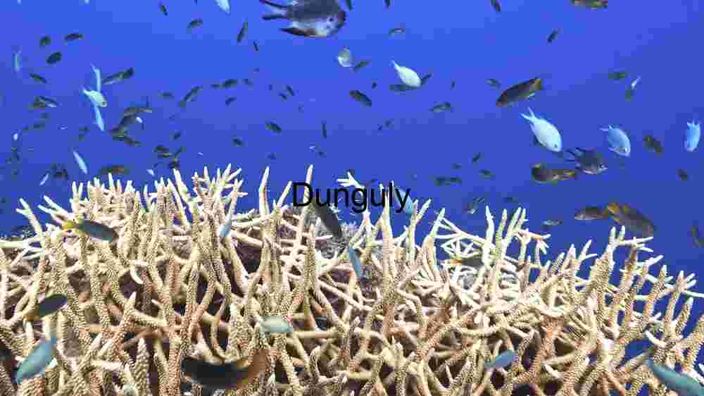 Colorful Coral Reef: A Marine Wonderland