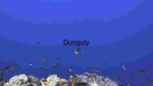 Serene Underwater Ecosystem” Description: A tranquil underwater scene capturing the essence of marine life over a coral reef