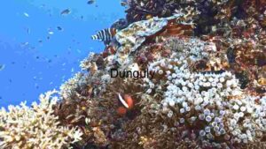 Underwater Ecosystem Diversity