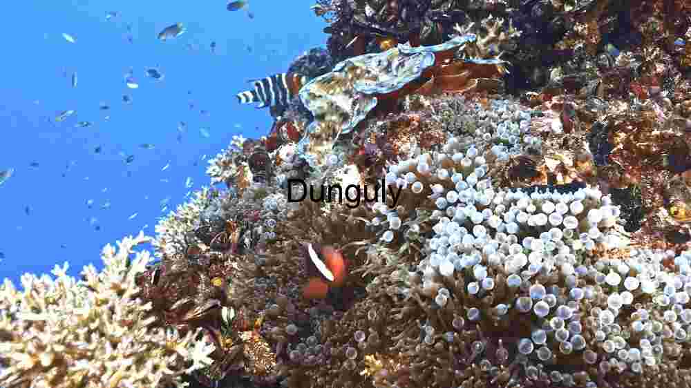 Underwater Ecosystem Diversity