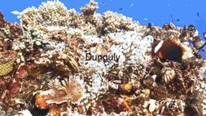 Underwater Biodiversity Extravaganza