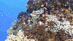 Underwater Biodiversity Extravaganza