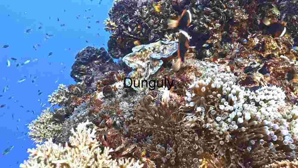 Underwater Biodiversity Extravaganza