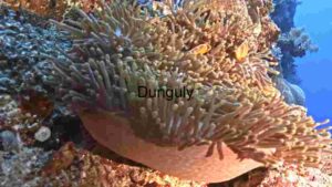 Underwater Biodiversity Extravaganza