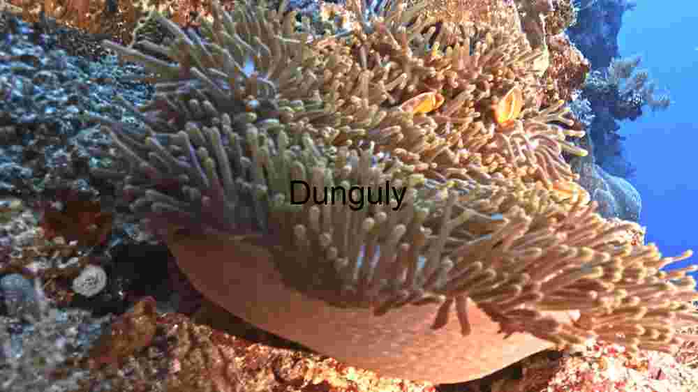 Underwater Biodiversity Extravaganza