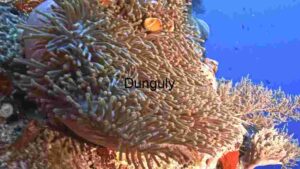 Biodiversity Extravaganza