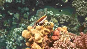 Vibrant Coral Reef Life