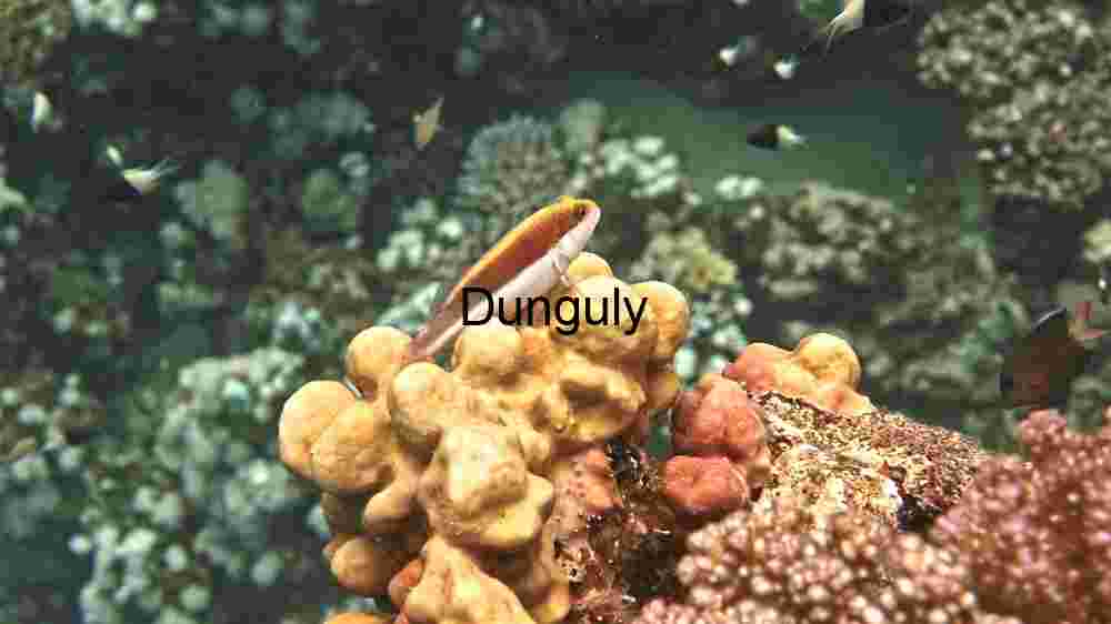 Vibrant Coral Reef Life