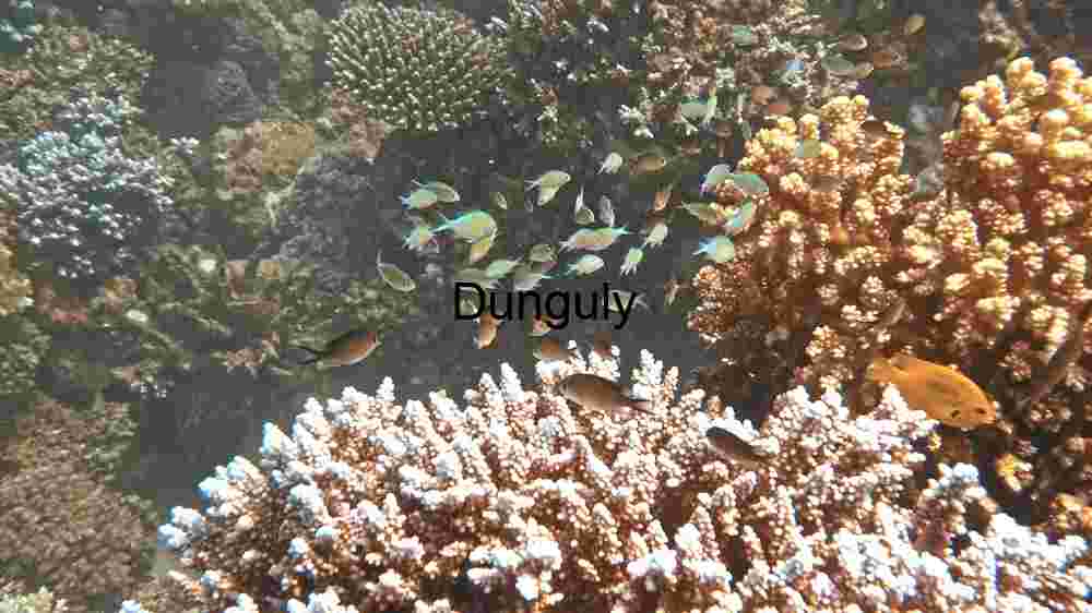 Vibrant Coral Reef Life