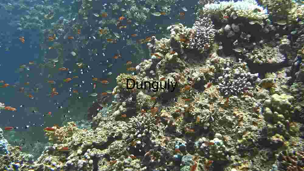 Vibrant Coral Reef Life