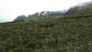 Misty Mountain Flora