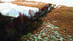 Winter Wetland Aerial Footage