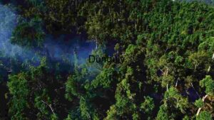 Aerial View of Lush Rainforest