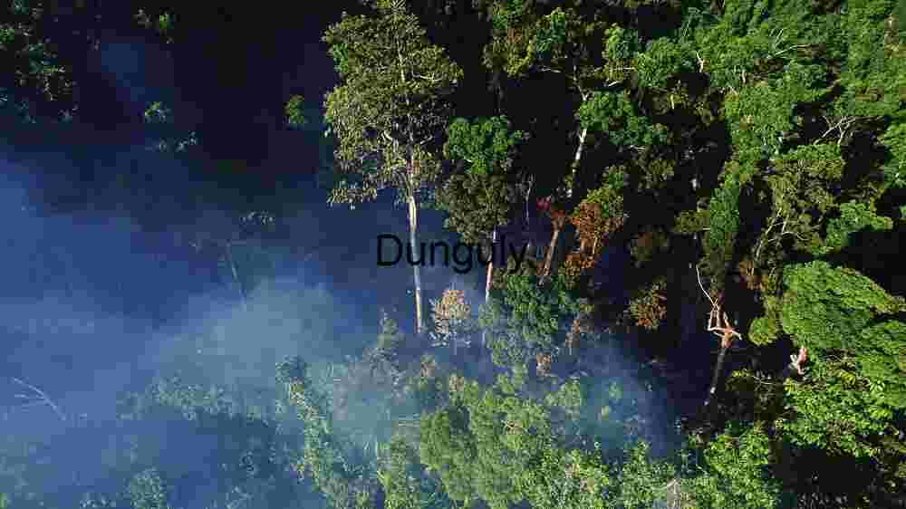 Aerial View of Misty Forest