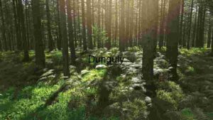 Serene Forest Splendor