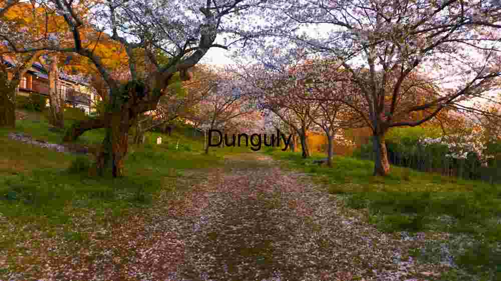 A Pathway Adorned with Blossoms