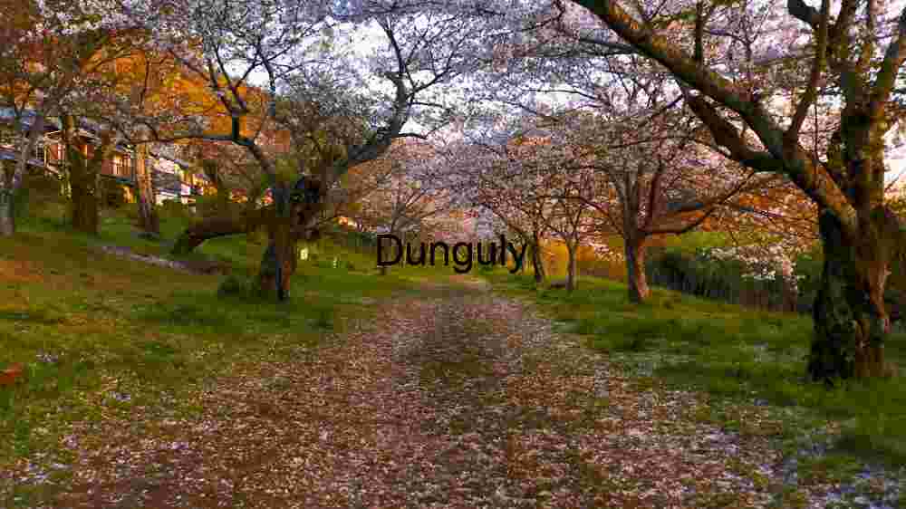 Springtime Serenity in Sakura Lane