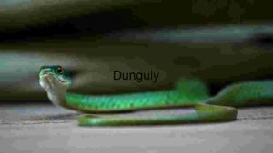 Vivid Encounter: The Green Snake