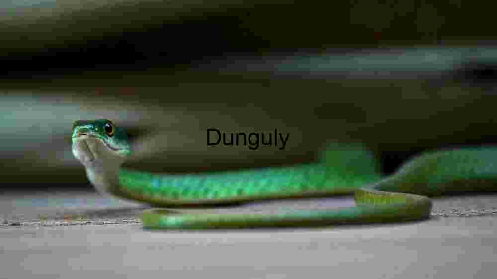 Vivid Encounter: The Green Snake