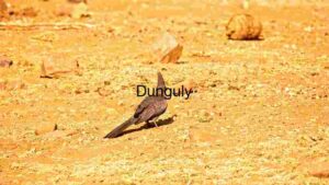 Lone Pigeon on Arid Terrain