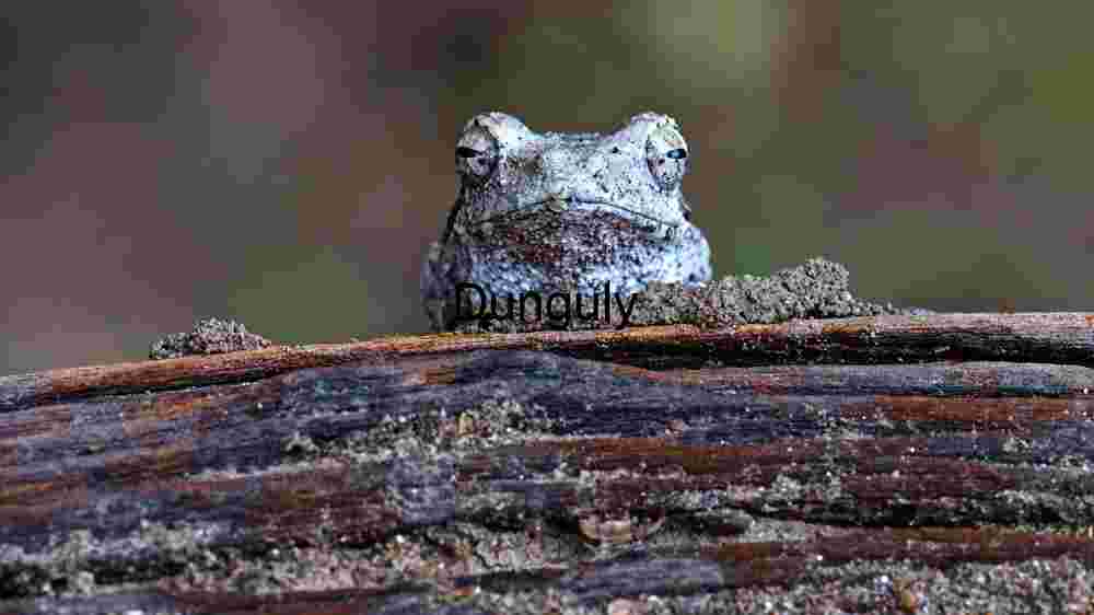 The Grey Tree Frog’s Art of Invisibility