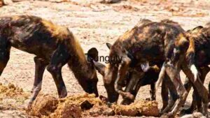 African Wild Dogs Feasting