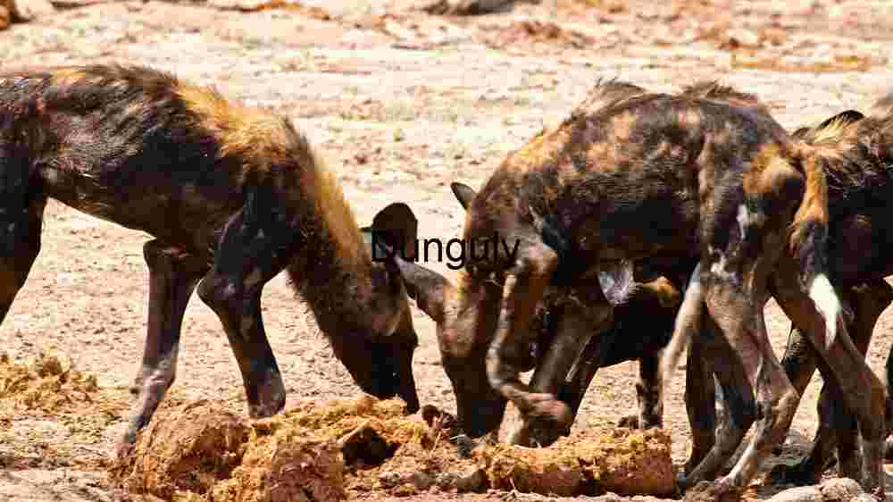 African Wild Dogs Feasting