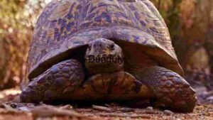 Majestic Tortoise in Natural Habitat