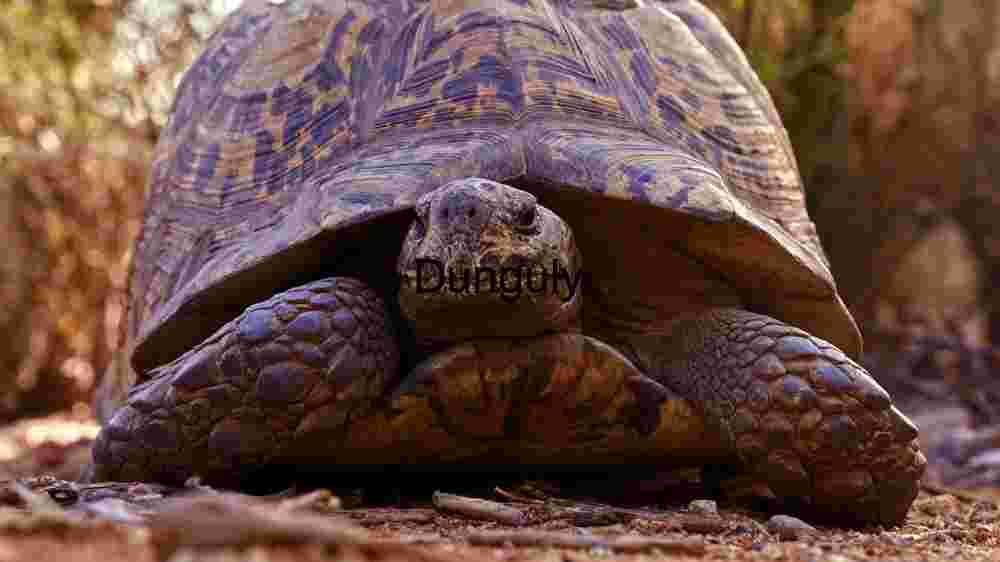 Majestic Tortoise in Natural Habitat