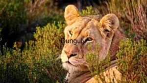 Majestic Lioness in Repose