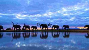 Majestic Elephants at Twilight by the Water
