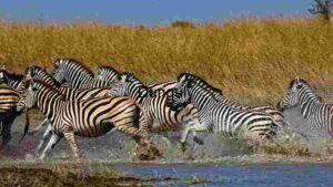 Zebras in Motion: A Dynamic Display of Wildlife