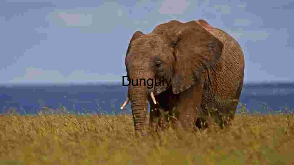 Majestic Elephant in Natural Habitat