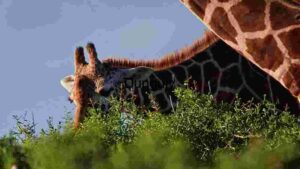 Grazing Giraffe: A Glimpse Above the Greenery