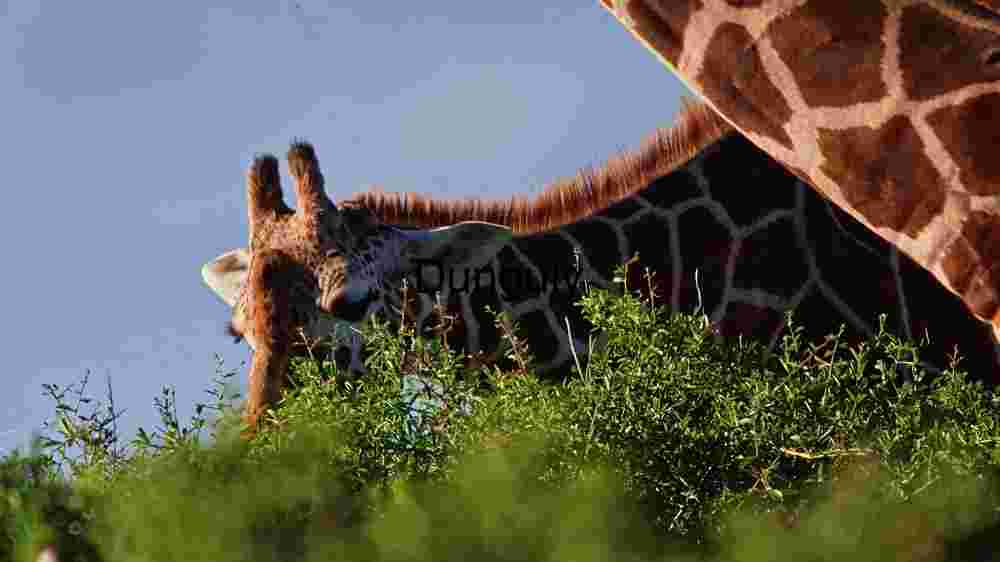 Grazing Giraffe: A Glimpse Above the Greenery