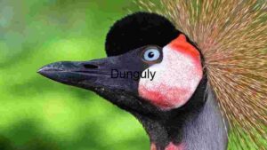 Portrait of a Crowned Crane