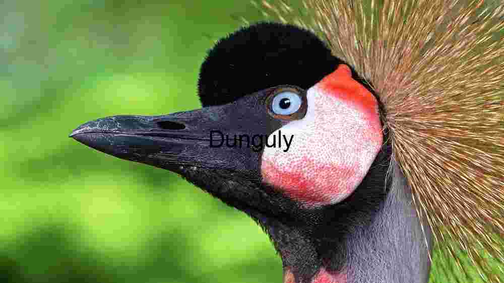 Portrait of a Crowned Crane