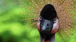Majestic Crowned Crane Portrait